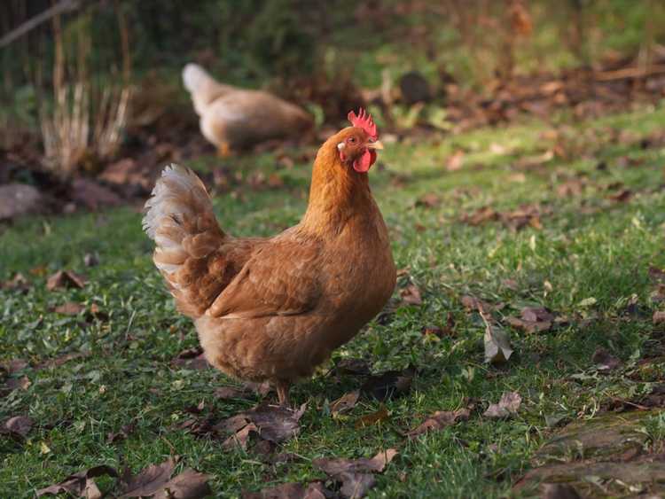 You are currently viewing Utiliser de l'engrais au fumier de poulet dans votre jardin