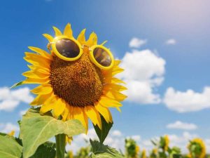 Lire la suite à propos de l’article Pourquoi le soleil est-il bon pour les plantes ?