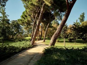 Lire la suite à propos de l’article Raisons pour lesquelles un arbre ne pousse pas droit