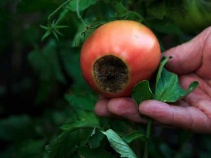 Lire la suite à propos de l’article 10 maladies courantes de la tomate