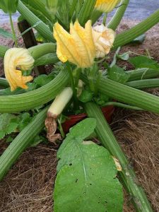 Lire la suite à propos de l’article Traitement de la pourriture apicale des courgettes : Correction de la pourriture apicale des fleurs sur les courgettes