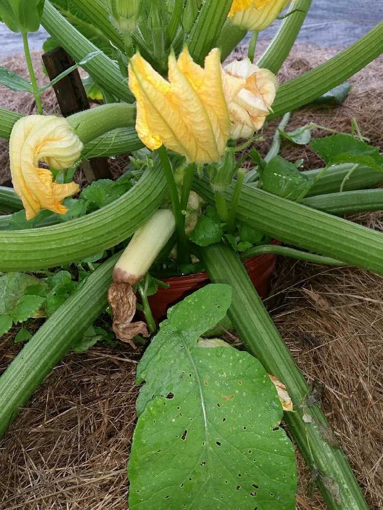 You are currently viewing Traitement de la pourriture apicale des courgettes : Correction de la pourriture apicale des fleurs sur les courgettes