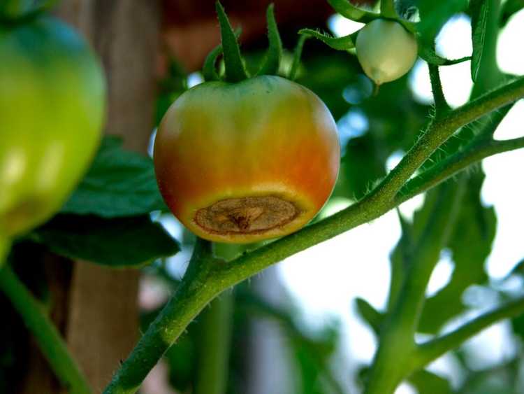 Lire la suite à propos de l’article Symptômes et traitement de la pourriture apicale des fleurs de tomate