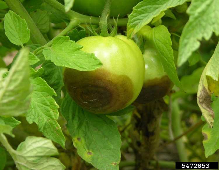 You are currently viewing Pourriture Buckeye des plants de tomates: Comment traiter les tomates avec la pourriture Buckeye