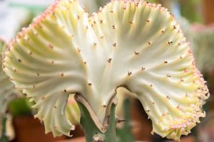 Lire la suite à propos de l’article Problèmes de pourriture des tiges d'Euphorbia – Raisons d'un cactus candélabre pourri