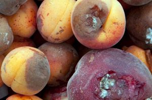 Lire la suite à propos de l’article Contrôle des abricots Rhizopus : traiter les abricots avec la pourriture Rhizopus