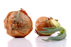 Lire la suite à propos de l’article Qu'est-ce que la pourriture pâteuse de l'oignon : Conseils pour gérer la pourriture pâteuse des oignons