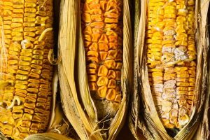 Lire la suite à propos de l’article Traitement de la pourriture des épis de maïs : comment contrôler la pourriture des épis de maïs
