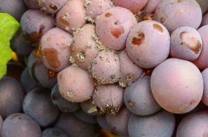 Lire la suite à propos de l’article Pourriture aigre du raisin – Gestion de la pourriture estivale des grappes de raisin