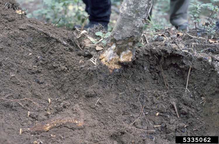 You are currently viewing Traitement de la pourriture des racines d'Armillaria: Causes de la pourriture des racines d'Armillaria des pommiers