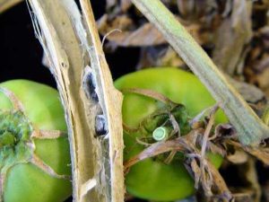 Lire la suite à propos de l’article Tomates atteintes de pourriture sclérotinienne de la tige – Comment traiter la pourriture du bois de la tomate