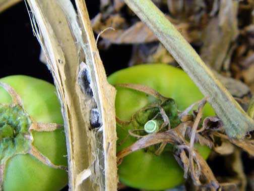 You are currently viewing Tomates atteintes de pourriture sclérotinienne de la tige – Comment traiter la pourriture du bois de la tomate