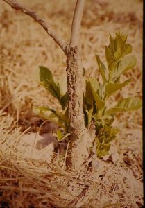 Lire la suite à propos de l’article Quelles sont les causes de la pourriture des agrumes : contrôler la gommose des agrumes dans les jardins