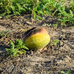 Lire la suite à propos de l’article Pastèques pourrissant sur la vigne : que faire contre la pourriture du ventre de la pastèque