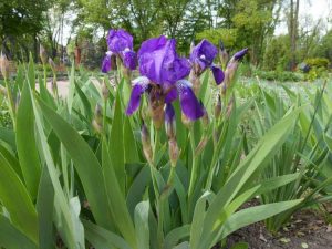 Lire la suite à propos de l’article Pourriture fusarienne de l'iris : comment traiter la pourriture basale de l'iris dans votre jardin