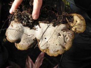 Lire la suite à propos de l’article Qu'est-ce que la pourriture du Ganoderma – Apprenez à contrôler la maladie du Ganoderma