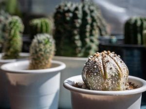 Lire la suite à propos de l’article Plantes de cactus en décomposition : découvrez la pourriture molle d'Erwinia chez les cactus