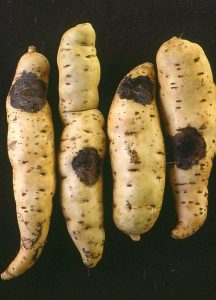 Lire la suite à propos de l’article Pourriture noire de la patate douce : Comment gérer les patates douces atteintes de pourriture noire