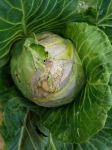 Lire la suite à propos de l’article Qu'est-ce que la pourriture noire des cultures de choux : découvrez la pourriture noire des légumes de chou