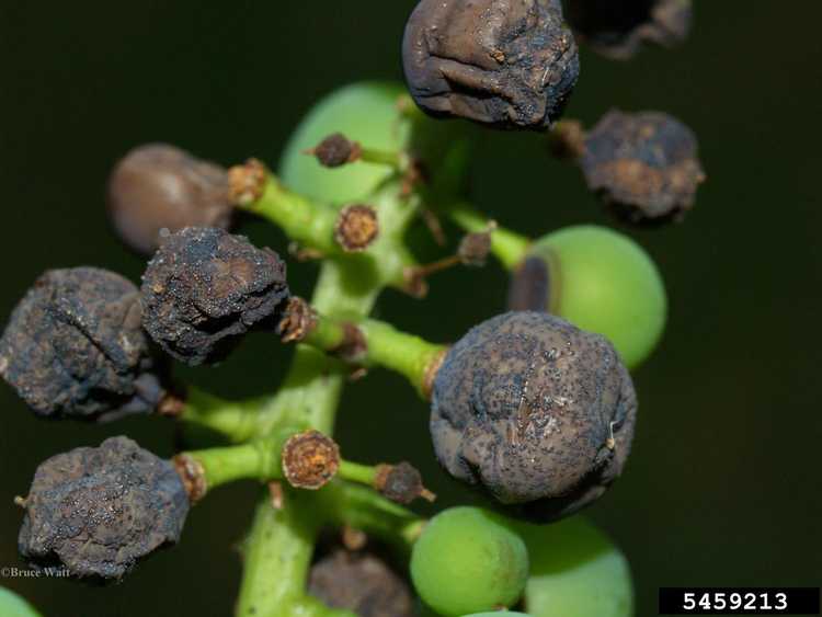 You are currently viewing Qu'est-ce que la pourriture noire sur les raisins : en savoir plus sur le traitement des raisins pourriture noire