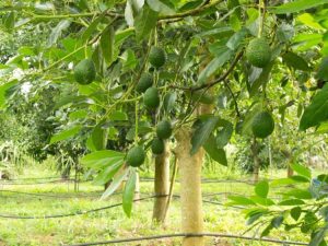 Lire la suite à propos de l’article Pourriture des racines causée par Phytophthora : traiter les avocats atteints de pourriture des racines