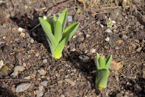 Lire la suite à propos de l’article Planter des bulbes : combien de temps les bulbes poussent-ils