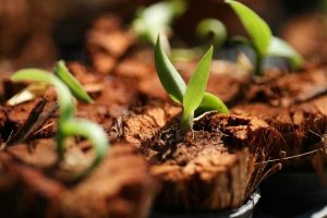 Lire la suite à propos de l’article Planter des graines d'orchidées – Est-il possible de cultiver des orchidées à partir de graines