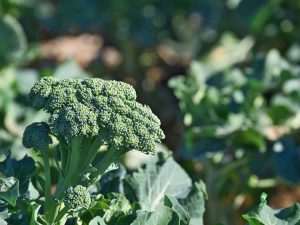 Lire la suite à propos de l’article Pousses latérales des plantes de brocoli – Meilleur brocoli pour la récolte des pousses latérales