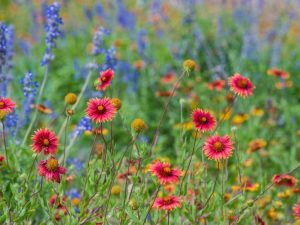 Lire la suite à propos de l’article Jalonnement des fleurs sauvages – Comment garder les fleurs sauvages debout dans les jardins