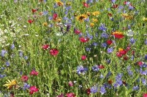 Lire la suite à propos de l’article Entretien des prés de fleurs sauvages : découvrez les soins de fin de saison pour les prés