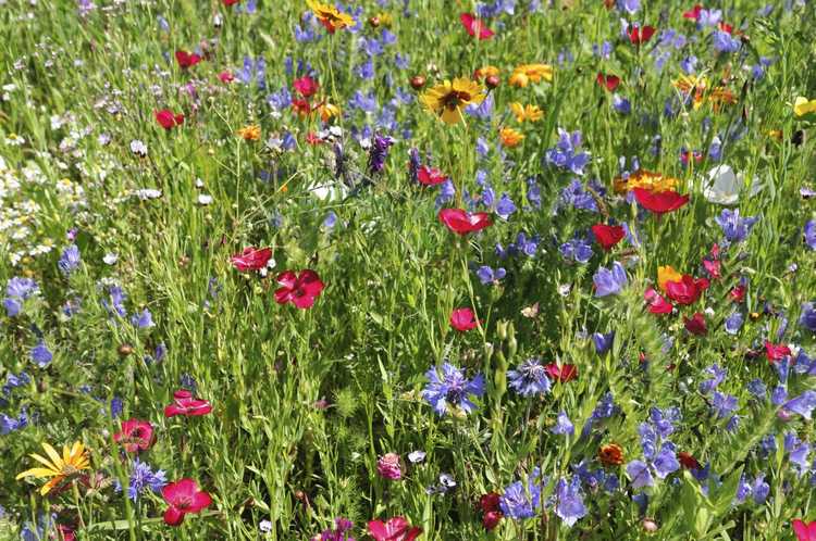 You are currently viewing Entretien des prés de fleurs sauvages : découvrez les soins de fin de saison pour les prés