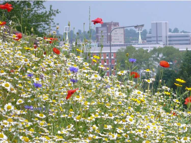 You are currently viewing Jardinage urbain des prairies : pouvez-vous planter une prairie en ville