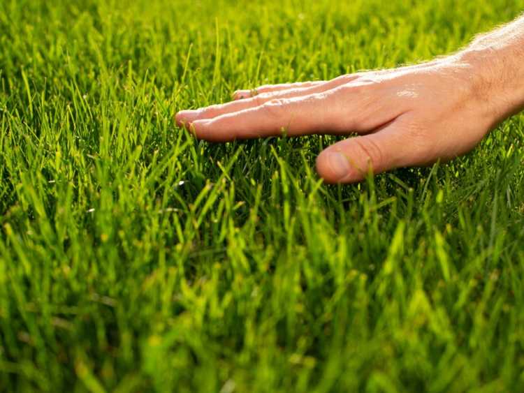 Lire la suite à propos de l’article Comment faire pousser une pelouse durable