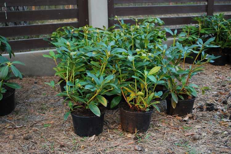 You are currently viewing Entretien des contenants de rhododendrons : Cultiver des rhododendrons dans des contenants