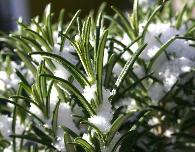 You are currently viewing Hivernage des plantes de romarin – Comment protéger le romarin en hiver