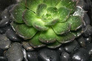 Lire la suite à propos de l’article Echeveria 'Black Prince' – Conseils pour cultiver des plantes Black Prince Echeveria