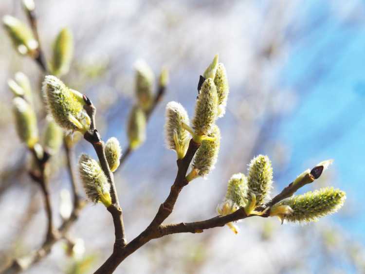 You are currently viewing Quand les plantes se réveillent-en savoir plus sur la dormance des plantes dans le jardin