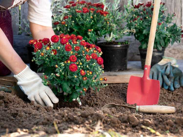 Lire la suite à propos de l’article Comment prendre soin des mamans au printemps