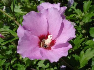 Lire la suite à propos de l’article Problèmes de Rose Of Sharon – Gérer les problèmes courants des plantes Althea