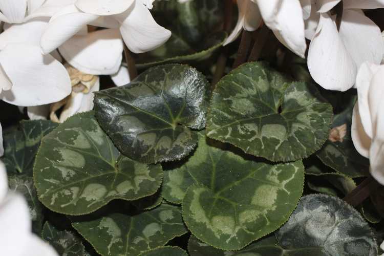 You are currently viewing Dépannage des maladies du cyclamen – Traiter les maladies courantes du cyclamen