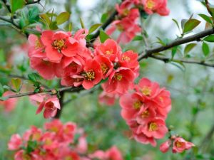 Lire la suite à propos de l’article Maladies et ravageurs courants du coing à fleurs