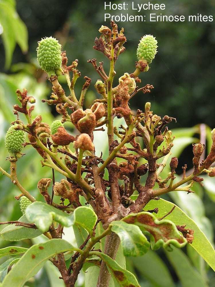 You are currently viewing Problèmes avec les litchis : ravageurs et maladies courants du litchi