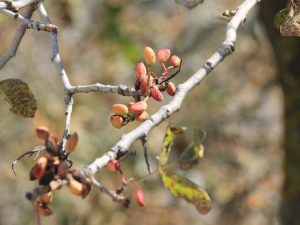 Lire la suite à propos de l’article Problèmes de pistaches dans le jardin potager