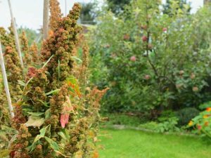 Lire la suite à propos de l’article Problèmes courants avec les plants de quinoa