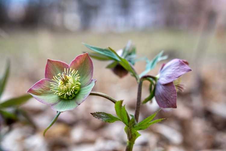 You are currently viewing Problèmes liés aux plantes hellébores : découvrez les ravageurs et les maladies des hellébores