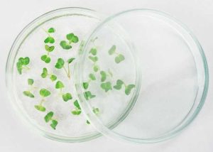 Lire la suite à propos de l’article Qu'est-ce que l'agar : utiliser l'agar comme milieu de culture pour les plantes