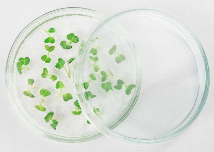 You are currently viewing Qu'est-ce que l'agar : utiliser l'agar comme milieu de culture pour les plantes