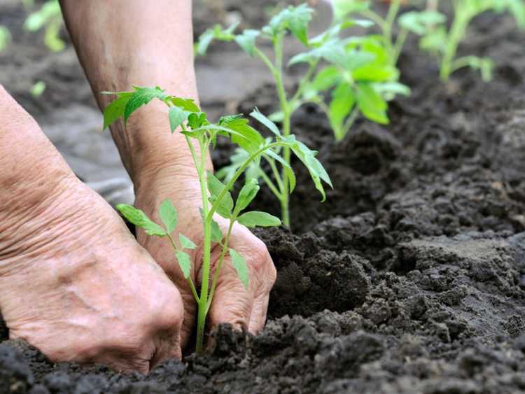 Lire la suite à propos de l’article À quelle profondeur planter des tomates pour des plantes prospères