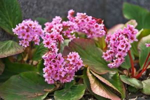 Lire la suite à propos de l’article Méthodes de propagation du Bergenia : un guide pour la reproduction du Bergenia