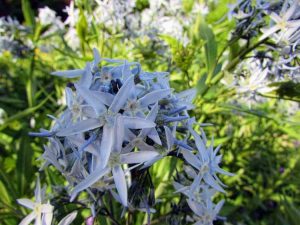 Lire la suite à propos de l’article Plantes vivaces Amsonia : Conseils pour la propagation des plantes Amsonia